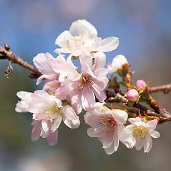 桜 Amazon.co.jp: 桜木花道 さくらぎはなみち フィギュア 1/4